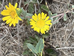 Grindelia hirsutula