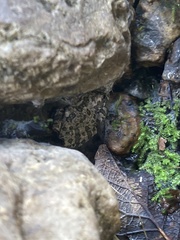 Hyla arenicolor