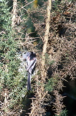 Aegithalos caudatus