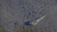 Lithobates clamitans