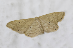 Idaea obsoletaria