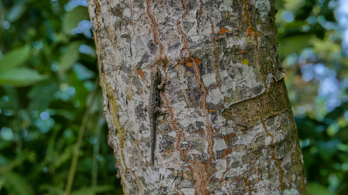 Scheffler's Dwarf Gecko, Lygodactylus scheffleri