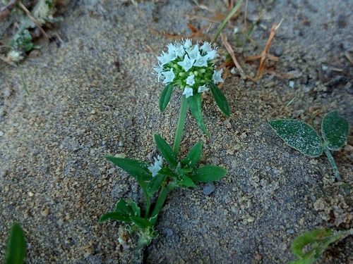 Diacrodon Compressus