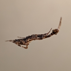 Uloborus