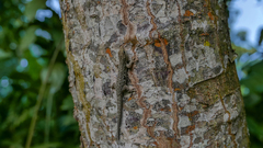 Lygodactylus laterimaculatus