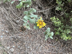 Grindelia hirsutula