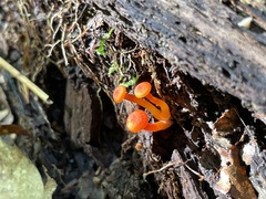 Hygrocybe miniata