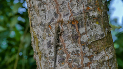 Lygodactylus laterimaculatus