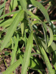 Rudbeckia missouriensis