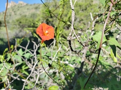 Ipomoea cristulata