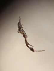 Uloborus