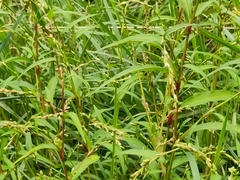 Persicaria hydropiper