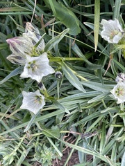 Gentiana algida