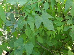 Ipomoea cristulata