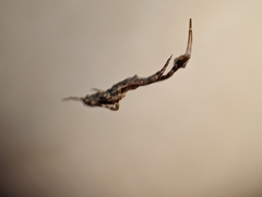 Uloborus