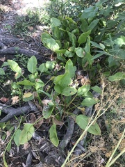Sagittaria sanfordii