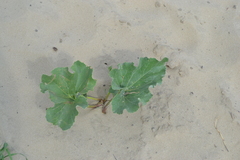 Petasites spurius