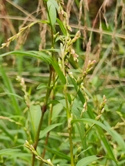 Persicaria hydropiper
