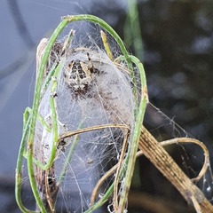 Larinioides cornutus