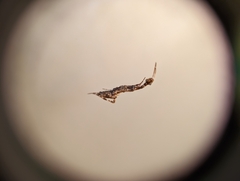 Uloborus