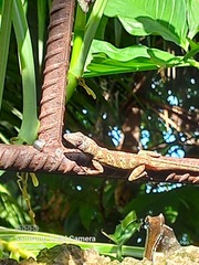Anolis aeneus