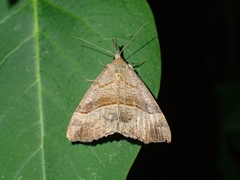 Hypena proboscidalis