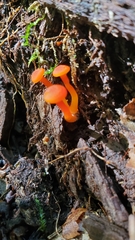 Hygrocybe miniata