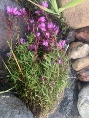 Chamaenerion colchicum