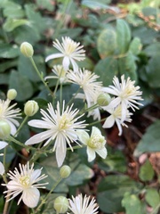 Clematis vitalba