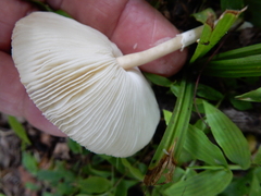 Leucoagaricus americanus