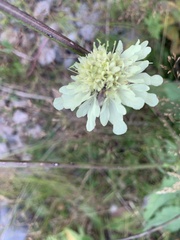 Dipsacoideae
