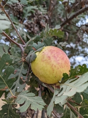 Andricus quercuscalifornicus