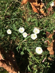 Convolvulus arvensis