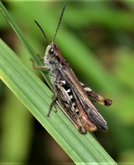 Chorthippus biguttulus