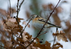Fringilla montifringilla