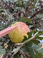 Andricus quercuscalifornicus