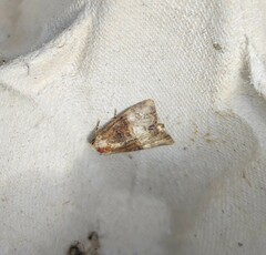 Mesoligia furuncula