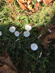 Convolvulus arvensis