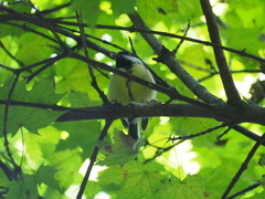 Parus major