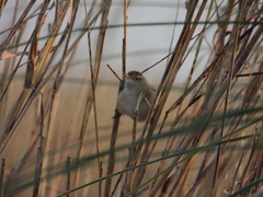 Cistothorus platensis