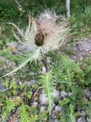 Cirsium obvallatum