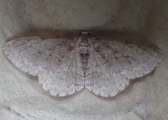 Ectropis crepuscularia