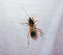 Ectomocoris ululans