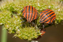 Graphosoma italicum italicum