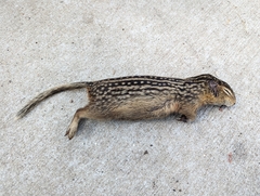 Ictidomys tridecemlineatus