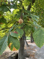 Aesculus hippocastanum