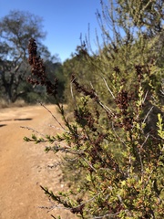 Adenostoma fasciculatum