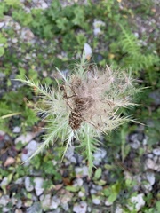 Cirsium obvallatum