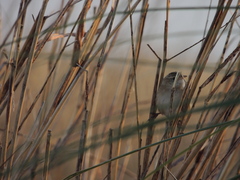 Cistothorus platensis