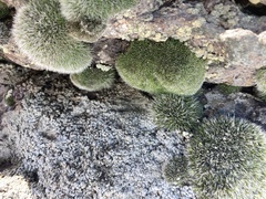 Grimmia